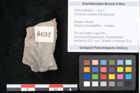 Foto (Objekt + Etikett) von Puccinites zosterae Ettingshausen (NHMW-GEO-2024-0188-6632)